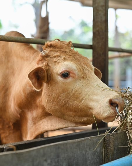 Close up view of farmer feeding cows with hay on a cattle ranch. Concepts of animal husbandry and farming business.