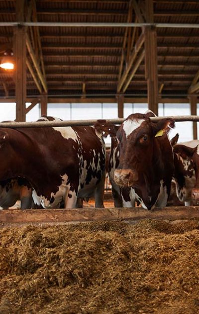 cows-feeding-at-dairy-farm-resize.jpg