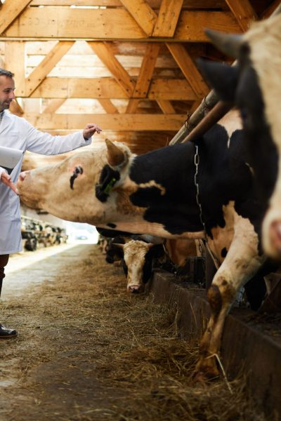 Two young farmers touching dairy cows during work in contemporary kettlefarm