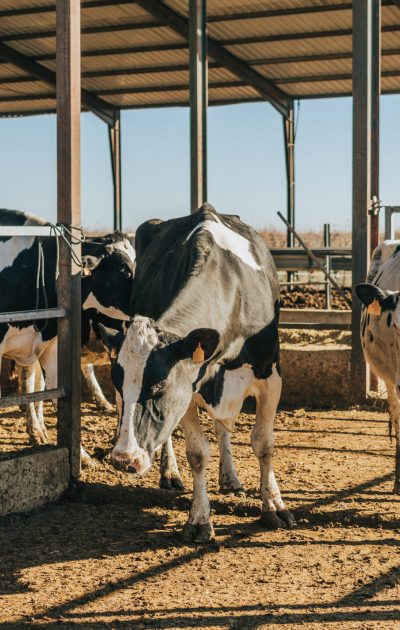 group of lactating cows moving from one area of a cubicle area to another. jobs