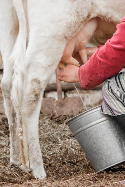 Hands of a woman milks a cow in a Siberian village, Russia. Close up